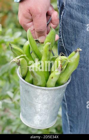 Vicia faba 'Bunyard's Exhibition'. Frisch gepflückte Saubohnen, die in einem heimischen Küchengarten angebaut werden (im Bild). VEREINIGTES KÖNIGREICH Stockfoto