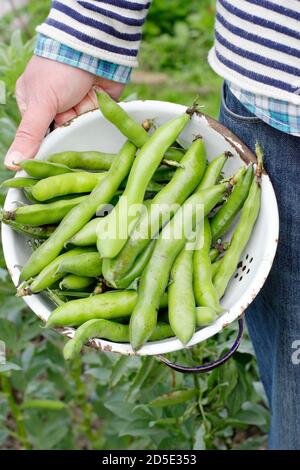 Saubohnen. Vicia faba „Bunyards Ausstellung“. Frisch geerntete Saubohnen in einem Sieb, der in einem heimischen Küchengarten angebaut wird. VEREINIGTES KÖNIGREICH Stockfoto