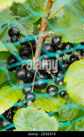 Ribes nigrum. Schwarze Johannisbeeren mit Netz geschützt. VEREINIGTES KÖNIGREICH Stockfoto