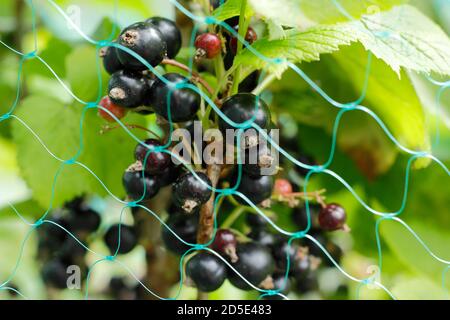 Ribes nigrum. Schwarze Johannisbeeren mit Netz geschützt. VEREINIGTES KÖNIGREICH Stockfoto