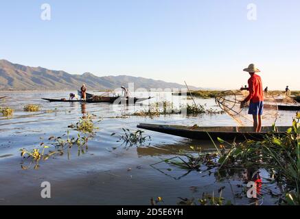 Burmesische Fischer, die in kleinen Booten zwischen grünen Pflanzen stehen, während sie am Inle Lake, Shan State, Myanmar mit Netzen fischen Stockfoto