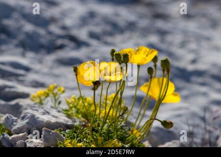 Papaver alpinum blüht in den Bergen Stockfoto