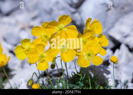 Hübsche Papaver alpinum blüht in den Bergen Stockfoto