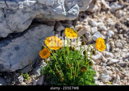 Orange Papaver alpinum blüht in den Bergen Stockfoto