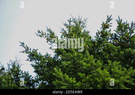 Niedriger Winkel Schuss von grüner Fichte mit unreifen Zapfen Gegen einen weißen Himmel Stockfoto