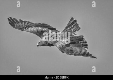 Der schwarzmilan (MILVUS MIGRANS) ist ein mittelgroßer Greifvogel in der Familie Accipitridae, der auch viele andere tagaktive Raubvögel. Stockfoto