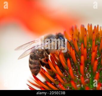 Makro einer Honigbiene, die Nektar auf einer Echinacea-Blüte sammelt Blüte Stockfoto