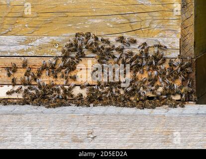 Imkerei - Bienen fliegen auf einem hölzernen Beeyard. Stockfoto