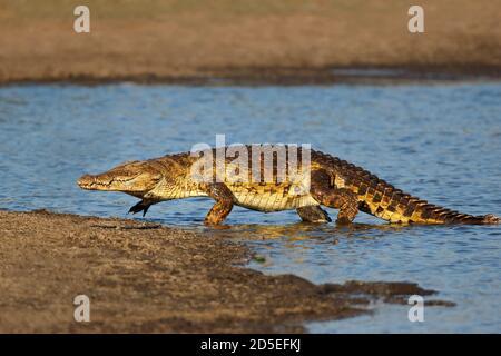 Ein großes Nilkrokodil (Crocodylus niloticus) aus dem Wasser, Kruger National Park, Südafrika Stockfoto