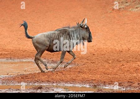 Ein blauer Gnus (Connochaetes taurinus) läuft, , Mokala National Park, Südafrika Stockfoto