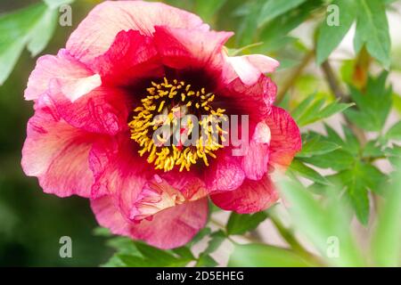 Pfingstrose Gauguin Blume Mai Baum Pfingstrose Paeonia Lutea Hybrid Stockfoto