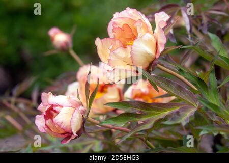 Lutea Hybrid Baum Pfingstrose Paeonia 'Frühlingskarneval' Mai Blumen Orange Aprikose Farbe Stockfoto