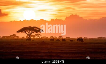 Eine Herde afrikanischer Elefanten, Loxodonnta africana, wandern bei Sonnenuntergang über die offenen Ebenen des Amboseli National Park. Kenia. Stockfoto