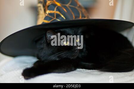 Schwarze Katze in einem Hexenhut. Halloween-Konzept Stockfoto