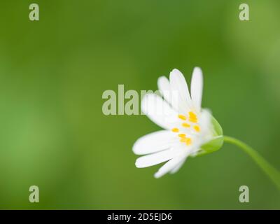 Größere Stichkraut (Rabelera holostea) Blume früher Stellaria holostea auch bekannt als Addersmeat und größere Sternwürze. East Harptree Wood, Mendip Hills, Somerset, England. Stockfoto