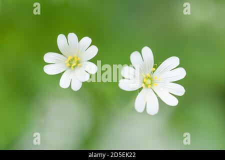 Großstitchwort (Rabelera holostea) blüht früher Stellaria holostea auch bekannt als Addersmeat und Großstielkraut. East Harptree Wood, Mendip Hills, Somerset, England. Stockfoto