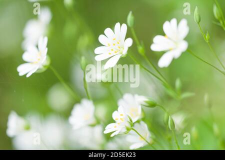 Großstitchwort (Rabelera holostea) blüht früher Stellaria holostea auch bekannt als Addersmeat und Großstielkraut. East Harptree Wood, Mendip Hills, Somerset, England. Stockfoto