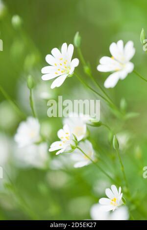 Großstitchwort (Rabelera holostea) blüht früher Stellaria holostea auch bekannt als Addersmeat und Großstielkraut. East Harptree Wood, Mendip Hills, Somerset, England. Stockfoto