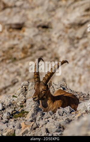 Nach Ibex suchen Kamera in den hohen Alpen Stockfoto
