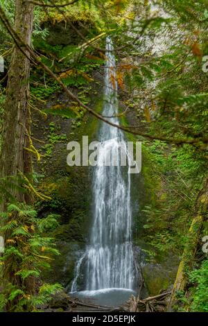 Blick auf die Marymere Falls auf der Olympic Peninsula im Olympic National Park im Bundesstaat Washington, USA. Stockfoto