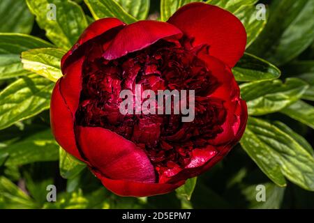 Blumen der Pfingstrose (Paeonia 'Red Charm') Stockfoto