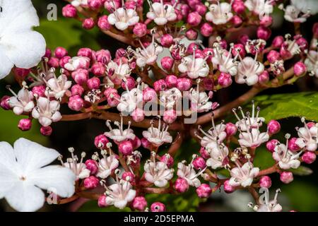 Blumen von Viburnum (Viburnum sargentii 'Onondaga') Stockfoto