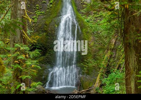 Blick auf die Marymere Falls auf der Olympic Peninsula im Olympic National Park im Bundesstaat Washington, USA. Stockfoto