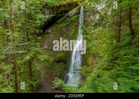 Blick auf die Marymere Falls auf der Olympic Peninsula im Olympic National Park im Bundesstaat Washington, USA. Stockfoto