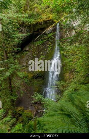 Blick auf die Marymere Falls auf der Olympic Peninsula im Olympic National Park im Bundesstaat Washington, USA. Stockfoto