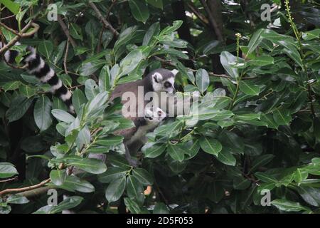 Ring Tailed Lemur im Chester Zoo Stockfoto