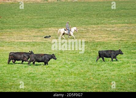Rancher auf dem Pferderücken mit Hunden runden im Herbst schwarzes angus-Vieh ab und bringen sie auf eine neue Weide, in der John Day Region in Zentral-Oregon. Stockfoto