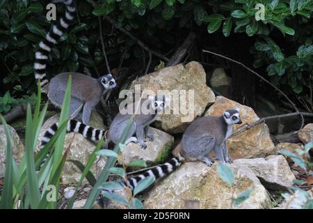 Ring Tailed Lemur im Chester Zoo Stockfoto