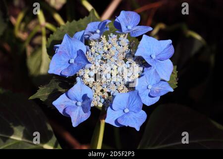Blaue Lacecap hortenea macrophylla Stockfoto