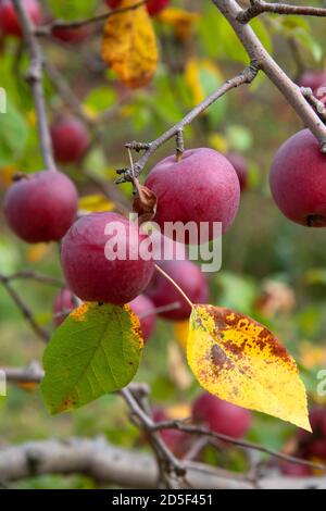 Äpfel bereit, in einem Apfelgarten in Vermont, USA zu pflücken Stockfoto