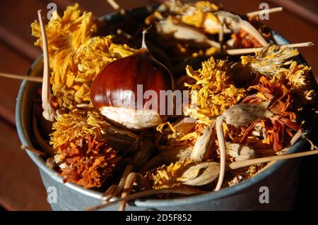 Eine braune Kastanie auf einigen getrockneten gelben und orangen Ringelblumen im Herbst. Stillleben Stockfoto