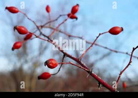 Rote Hagebuttenbeeren auf Busch wächst im Herbstwald. Reife Heilfrüchte von Briar, Heilpflanzen Stockfoto