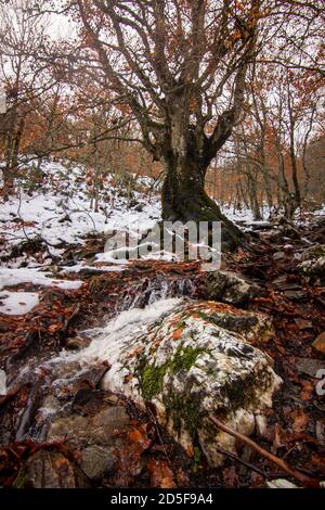 Naturpark La Pedrosa Hayedo in Riofrío de Riaza. Landschaft von Schnee und gefallenen Blättern im November. In Segovia und Madrid Stockfoto