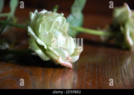 Zwei getrocknete weiße Rosen schließen auf einem alten Holz Tisch im Innenbereich Stockfoto