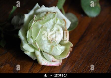 Eine weiße trockene Rose auf einem alten Holztisch. Natürliche Farben und Licht im Innenbereich. Nahaufnahme Stockfoto