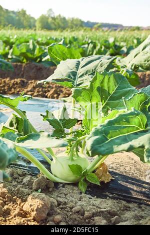 Nahaufnahme eines jungen Kohlrabi auf Bio-Farmfeld Patch mit Kunststoff Mulch bedeckt, selektive Fokus. Stockfoto