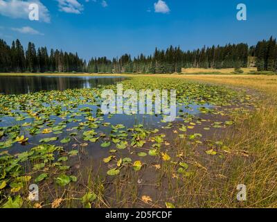 Lily Pad Reservoir, Hay Park Road, Grand Mesa, Colorado. Stockfoto