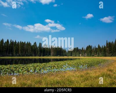 Lily Pad Reservoir, Hay Park Road, Grand Mesa, Colorado. Stockfoto