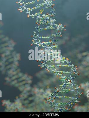 DNA ist ein Molekül und eine Doppelhelix, die genetische Anweisungen für die Entwicklung, Funktion, Wachstum und Fortpflanzung aller bekannten Organismen enthält. Stockfoto