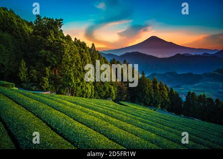 Mt. Fuji mit grünem Tee Feld bei Sonnenaufgang in Shizuoka, Japan. Stockfoto