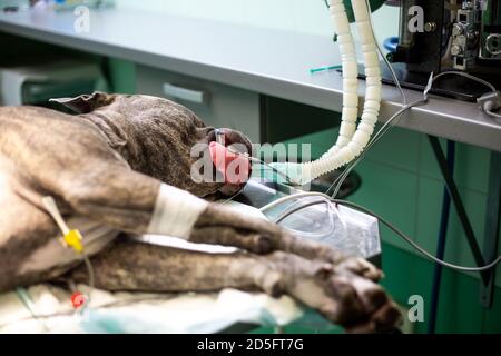 Hund während der Operation handeln in der Tierklinik, Tierkonzept Stockfoto