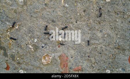 Ameisenkolonie. Gruppe von Zimmermannsameisen an der Wand Stockfoto