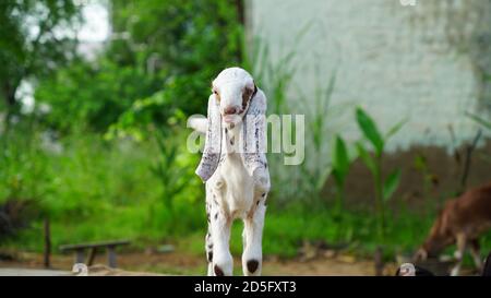 Schöne weiße kleine Ziegenlinge auf dem Gras im Hof im Sommer. Stockfoto