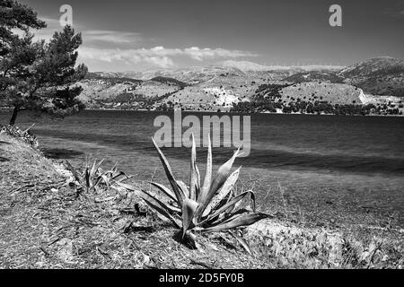 Eine stattliche Agave an den Ufern der Paliki Bucht auf der Insel Kefalonia, Griechenland, schwarz und weiß Stockfoto