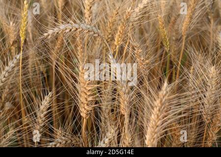 Der Mähdrescher Erntet Reifen Weizen Auf Dem Feld Stockfoto