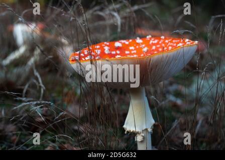 Pilzfliege Agaric im Gras aus nächster Nähe, Stockfoto